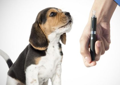 How Vaping Impacts your Pets